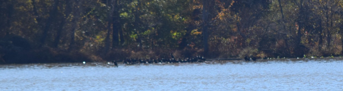 totoppskarv - ML644643729