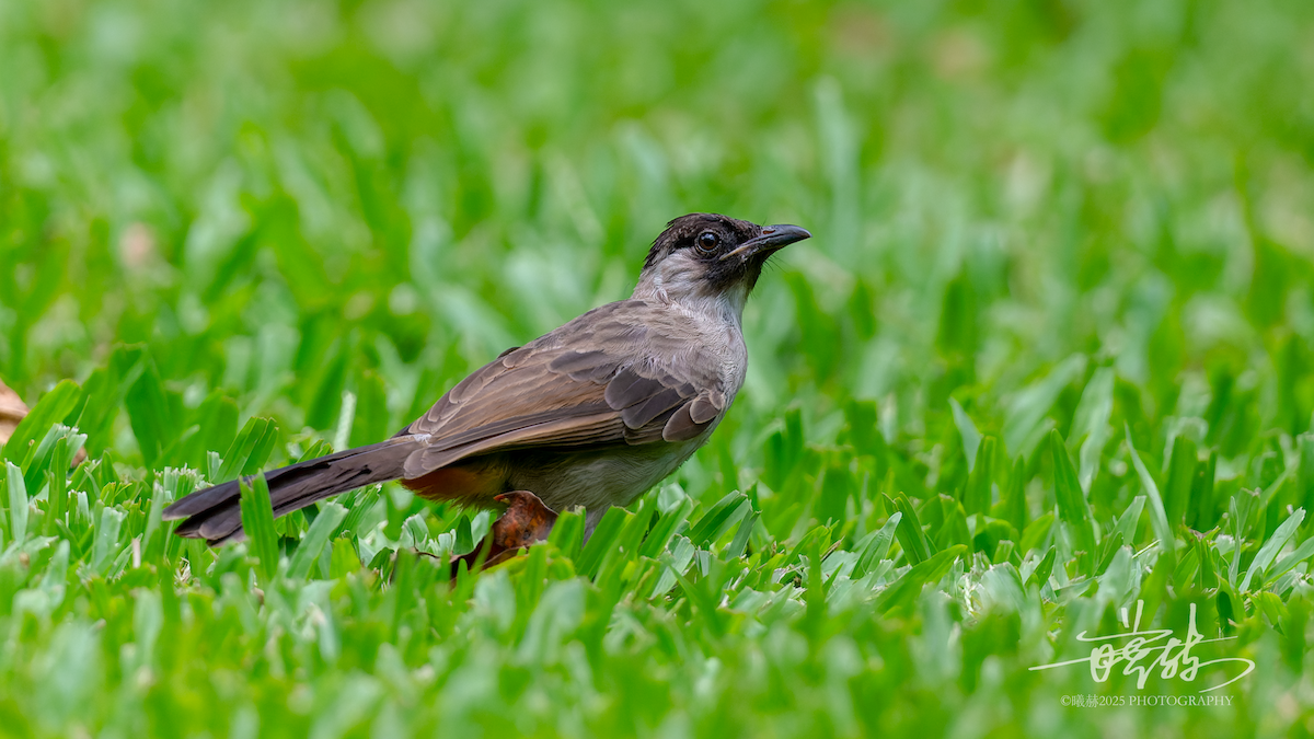 Bulbul Ventridorado - ML644643730