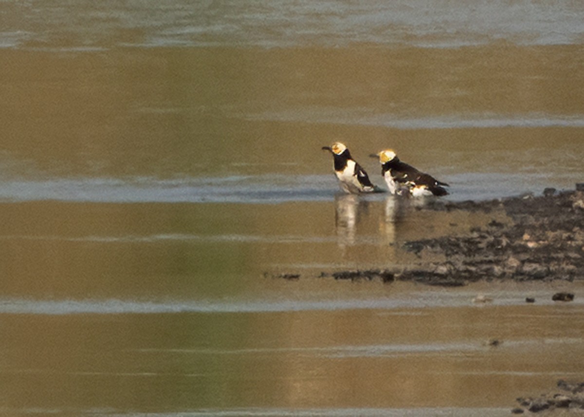 Black-collared Starling - ML644643731