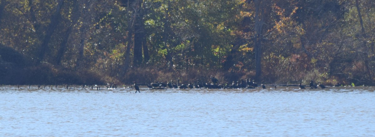 totoppskarv - ML644643732