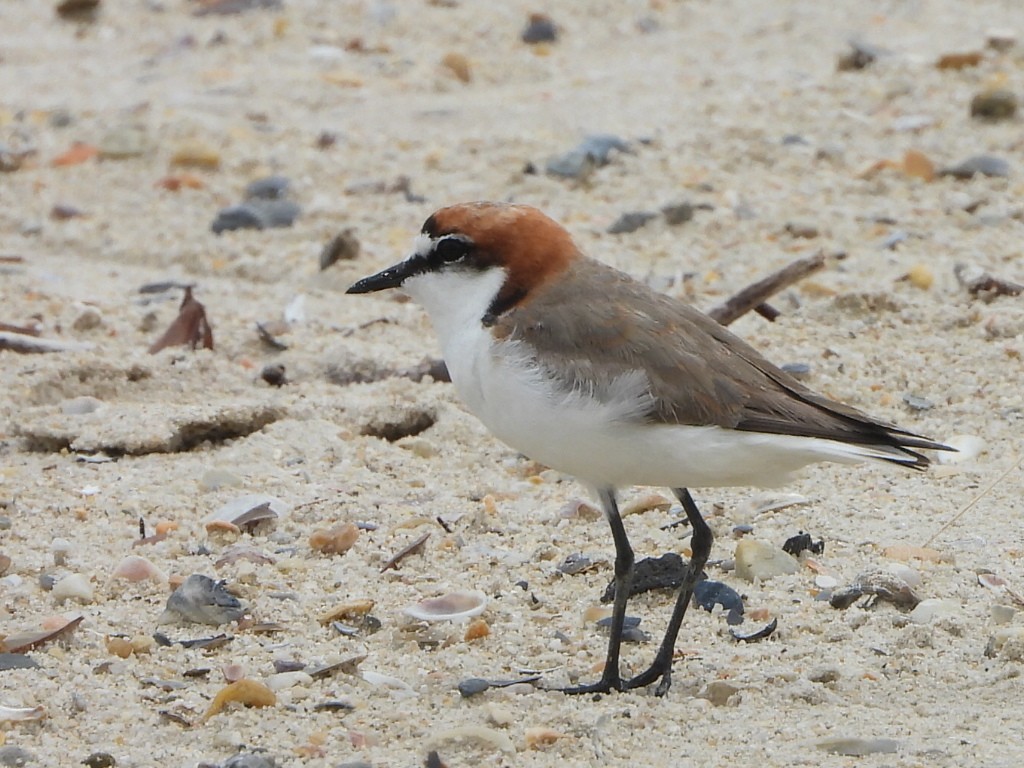 Chorlitejo Capirrojo - ML644643735