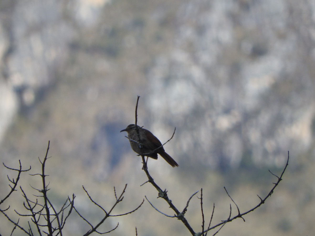 Striated Earthcreeper - ML644643742