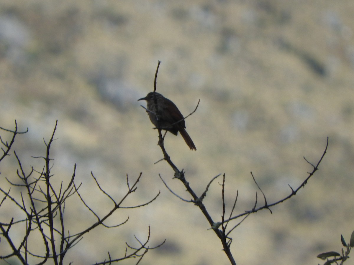 Striated Earthcreeper - ML644643743