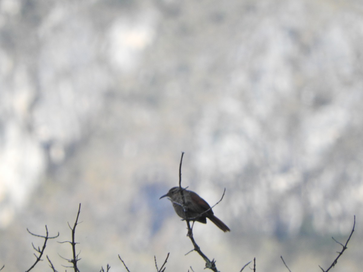 Striated Earthcreeper - ML644643744