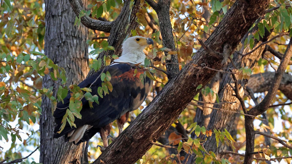 flodørn - ML644643745