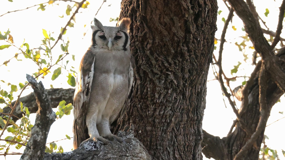 Verreaux's Eagle-Owl - ML644643751