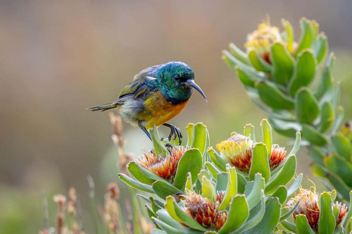 Souimanga orangé - ML644643752