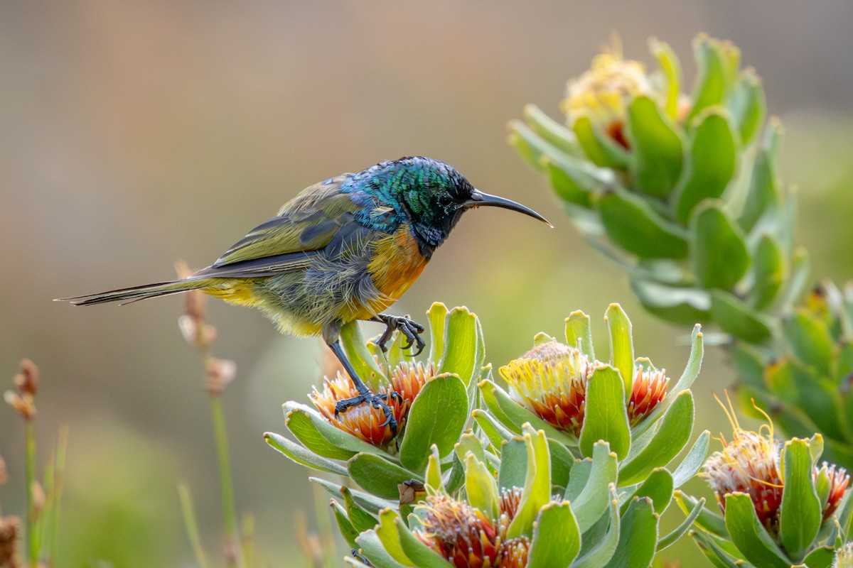 Souimanga orangé - ML644643753