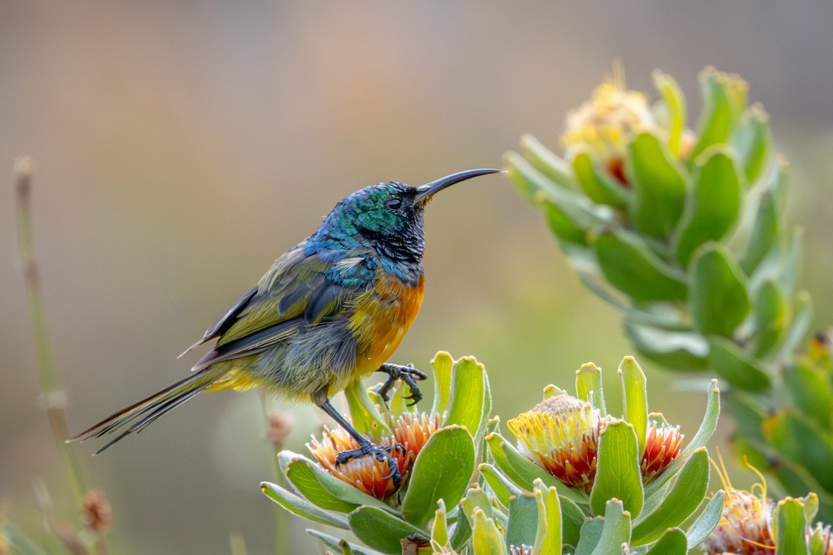 Souimanga orangé - ML644643754