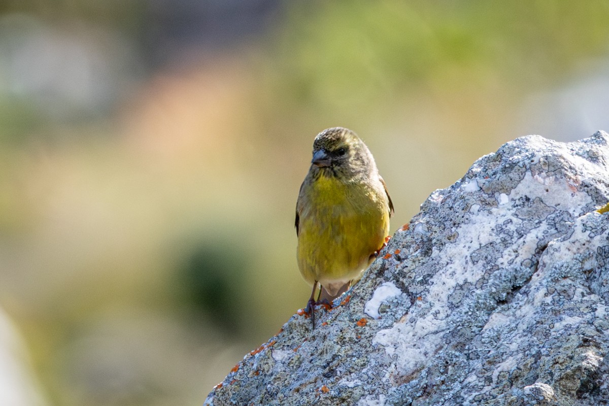 ケープヒワ - ML644643763