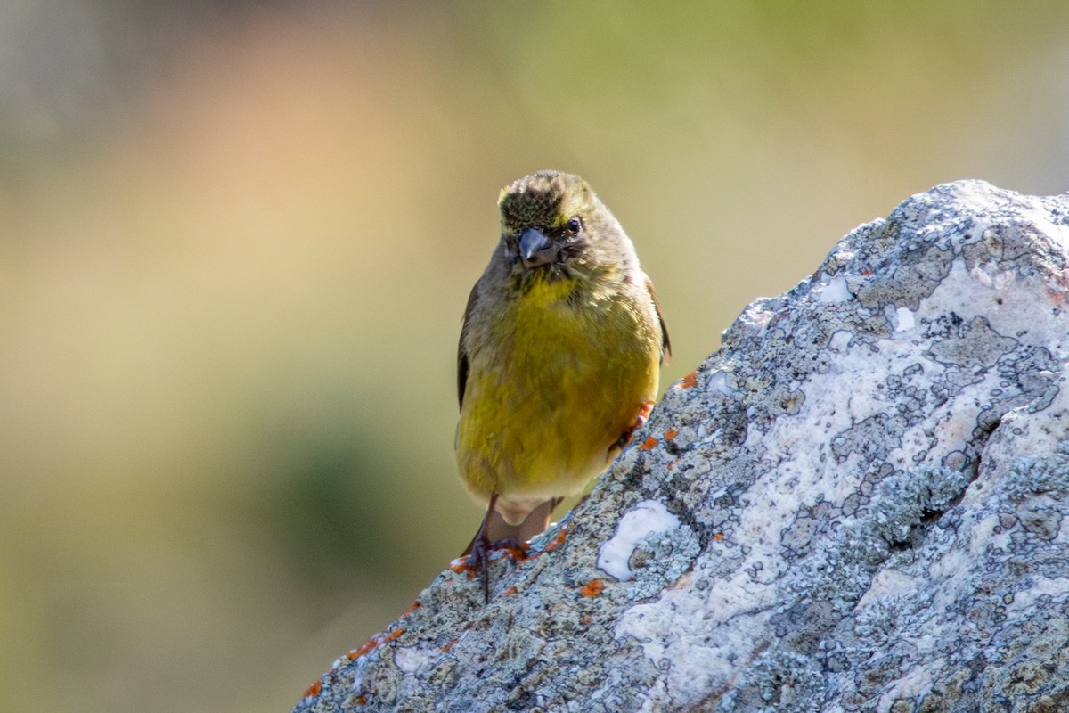 ケープヒワ - ML644643764