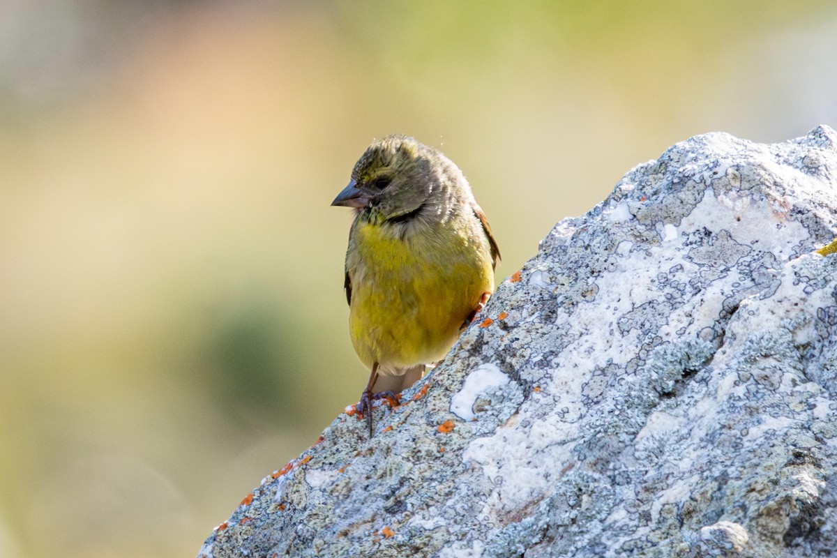 ケープヒワ - ML644643765