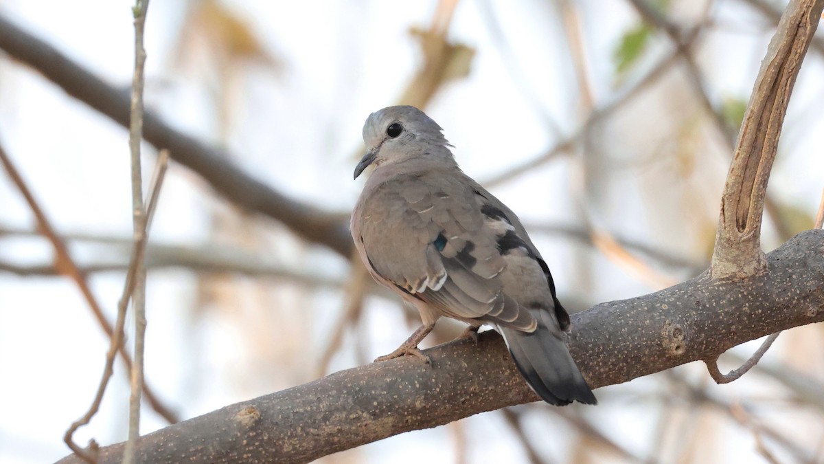 Bronzeflecktaube - ML644643769