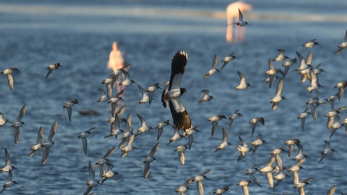 čejka chocholatá - ML644643770