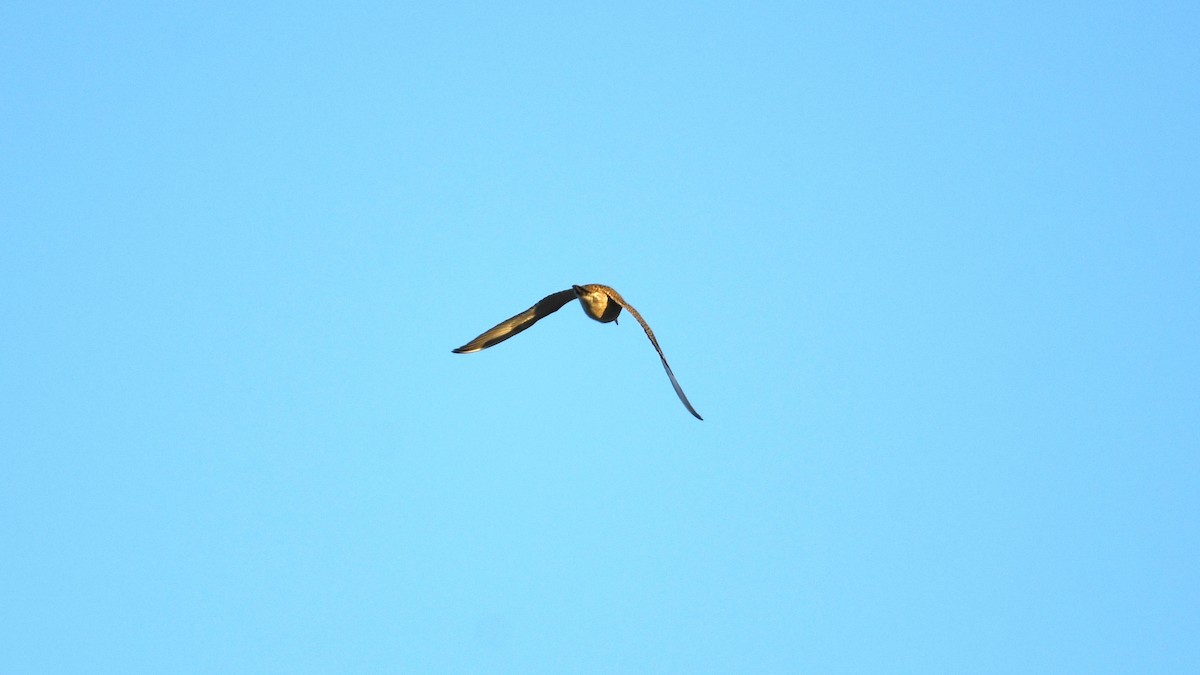 kulík zlatý - ML644643771