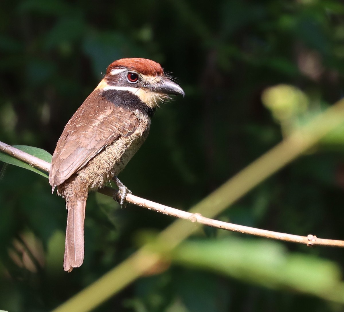 Chestnut-capped Puffbird - ML644643779