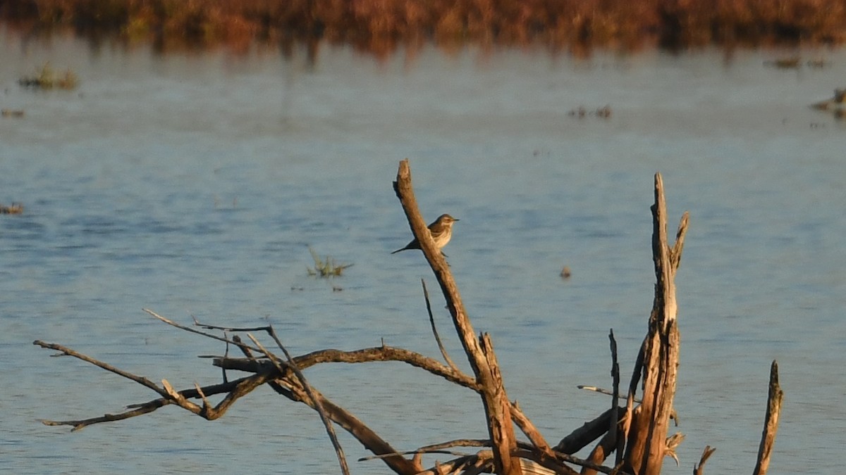 linduška horská - ML644643782