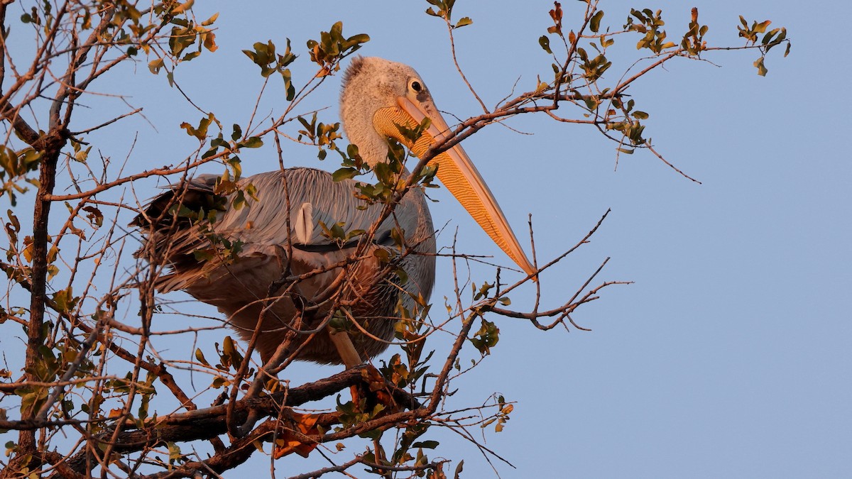 pelikán africký - ML644643792