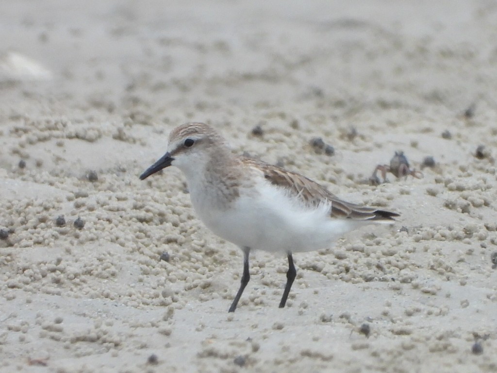 jespák rudokrký - ML644643793