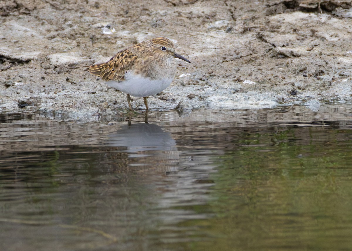 jespák šedý - ML644643795