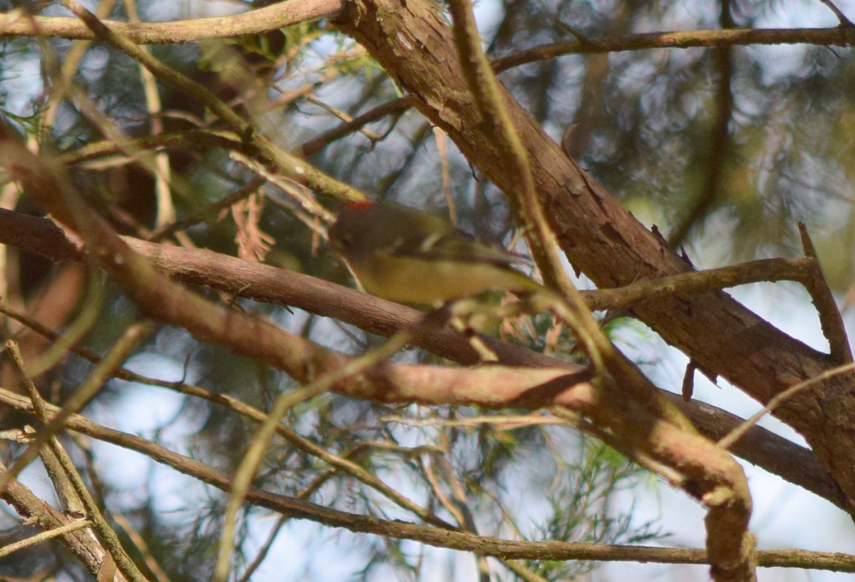 králíček americký - ML644643797