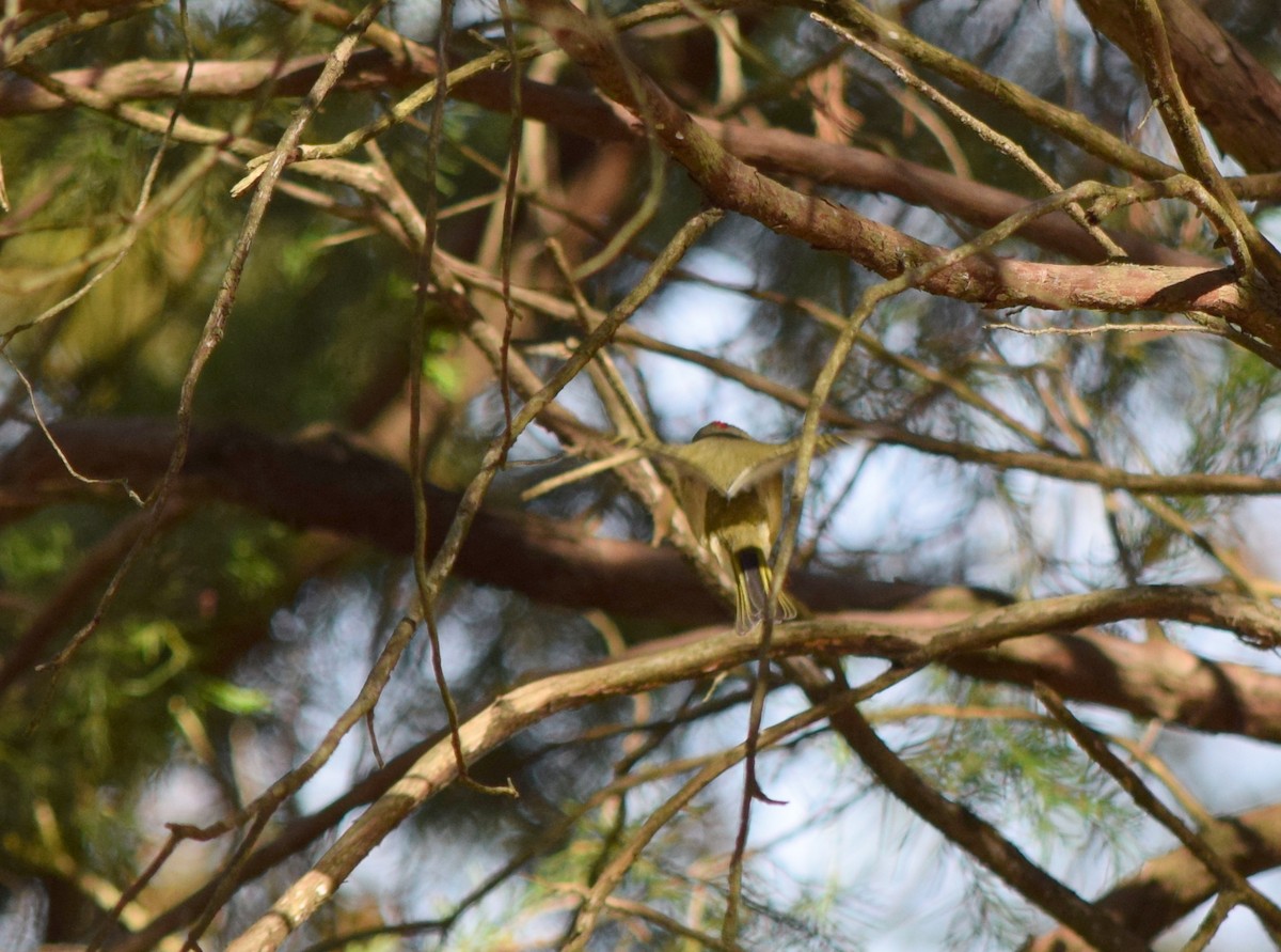 králíček americký - ML644643799