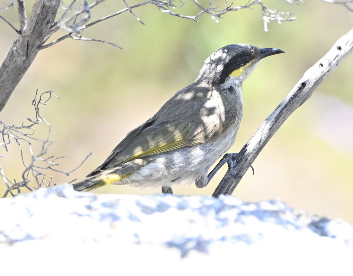 medosavka zpěvná - ML644643800