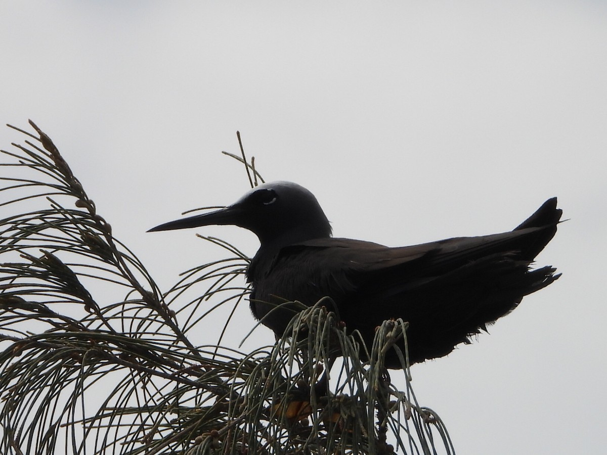 nody bělotemenný - ML644643801