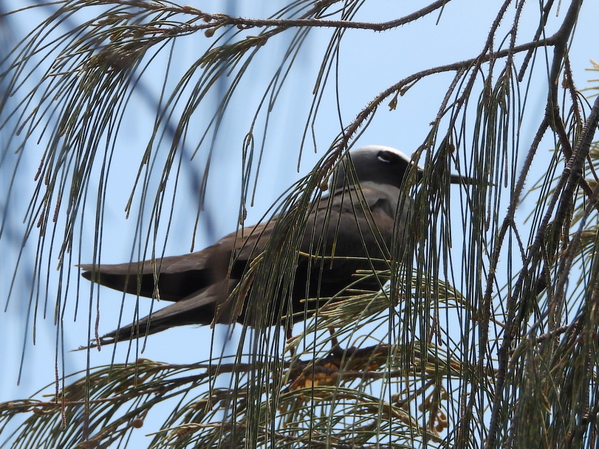 nody bělotemenný - ML644643802