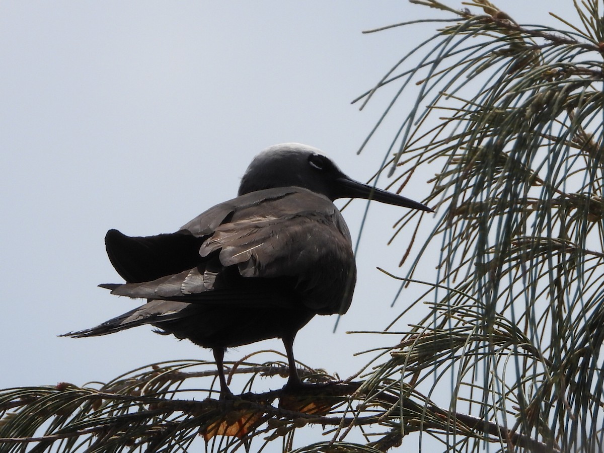 nody bělotemenný - ML644643803