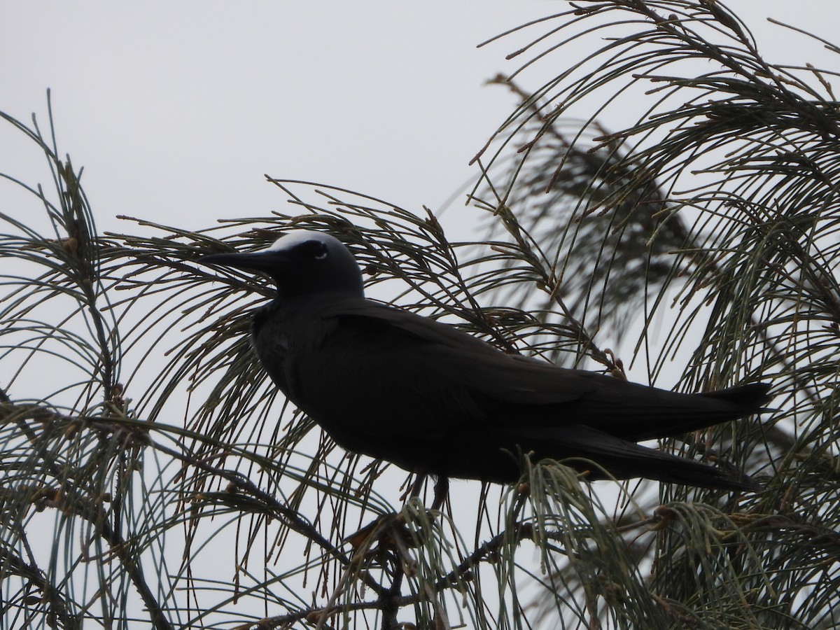 nody bělotemenný - ML644643804