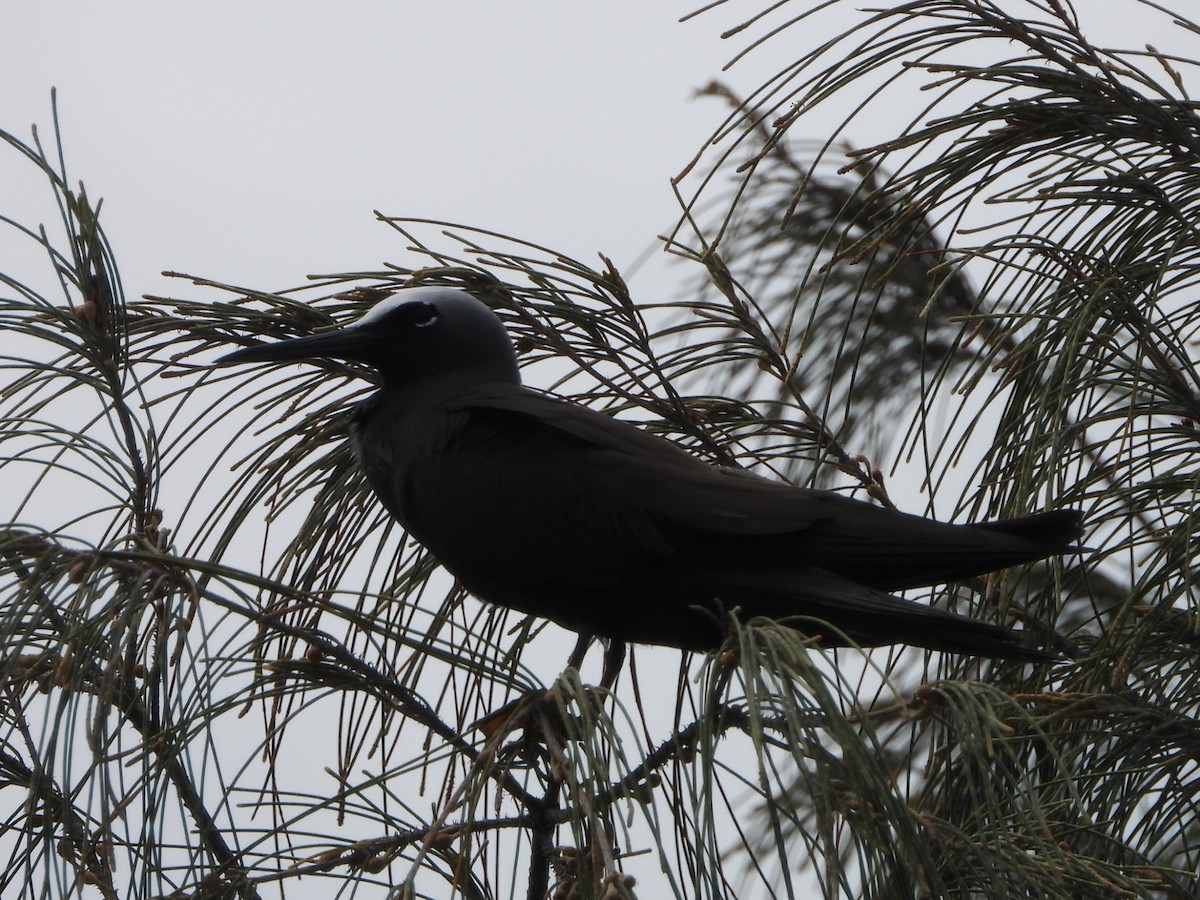 nody bělotemenný - ML644643805