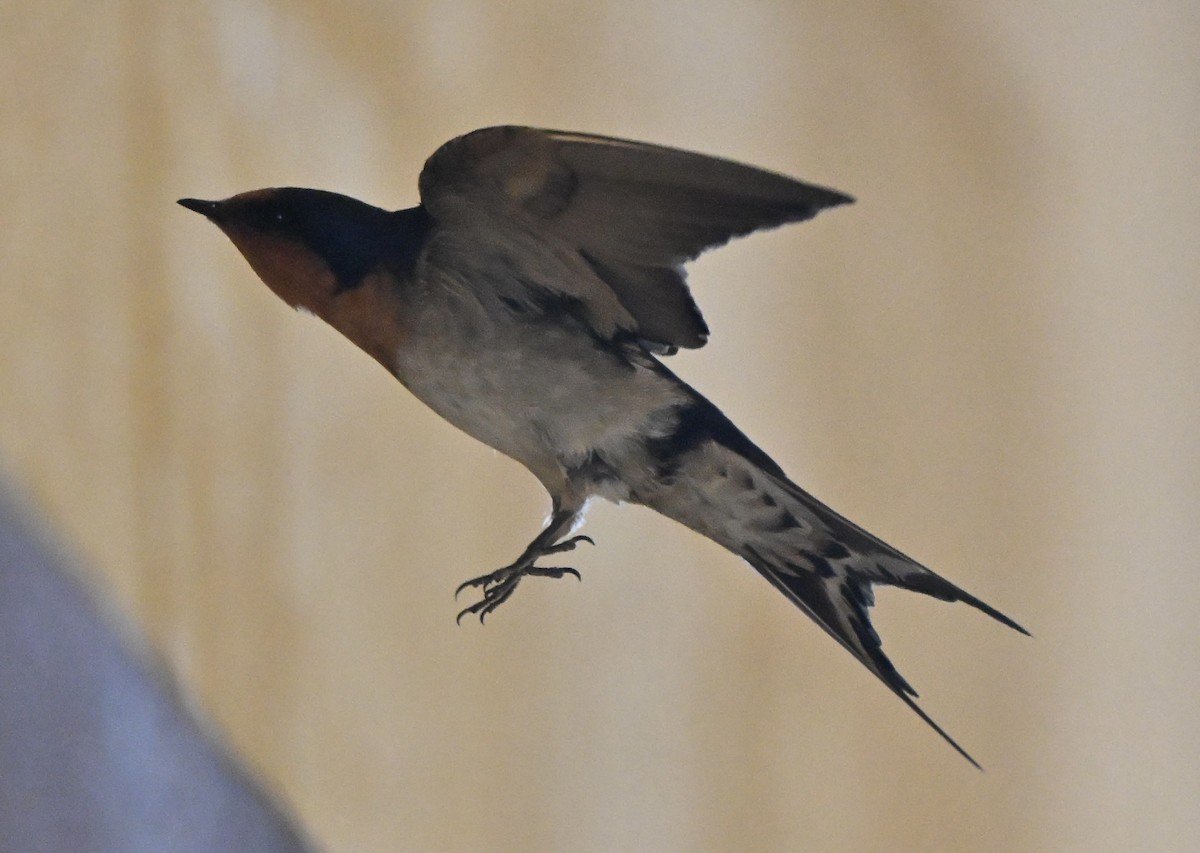 vlaštovka šedobřichá - ML644643807