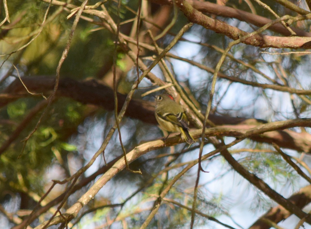 králíček americký - ML644643809