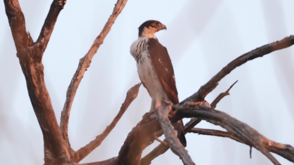 orel savanový - ML644643810