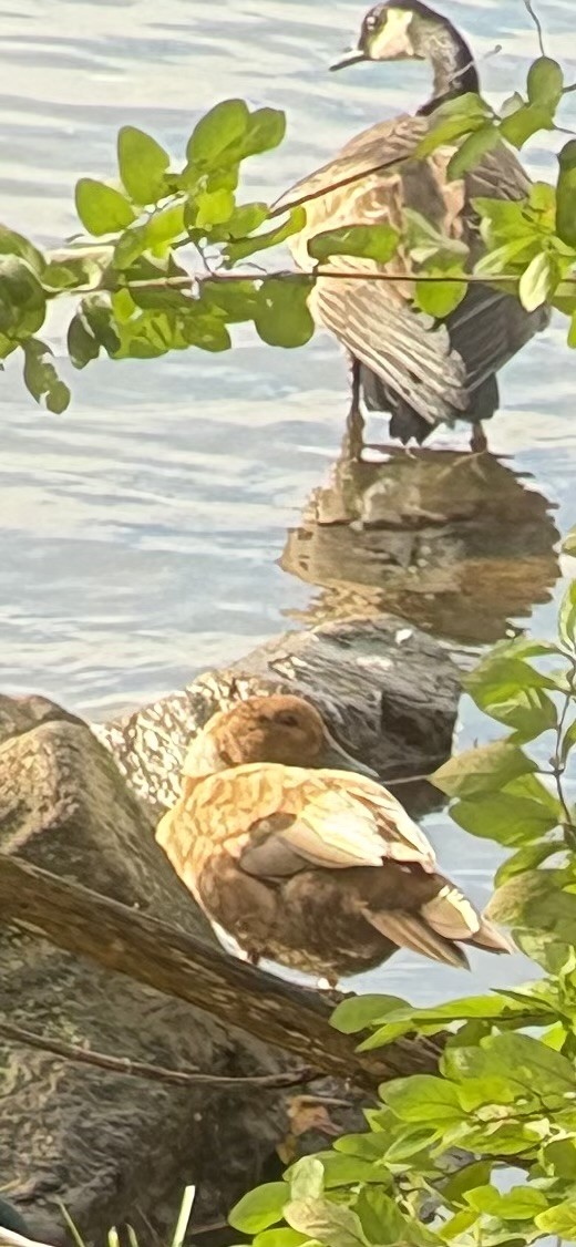 kachnovití sp. - ML644643812