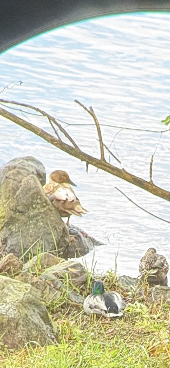 kachnovití sp. - ML644643813