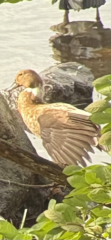 kachnovití sp. - ML644643814