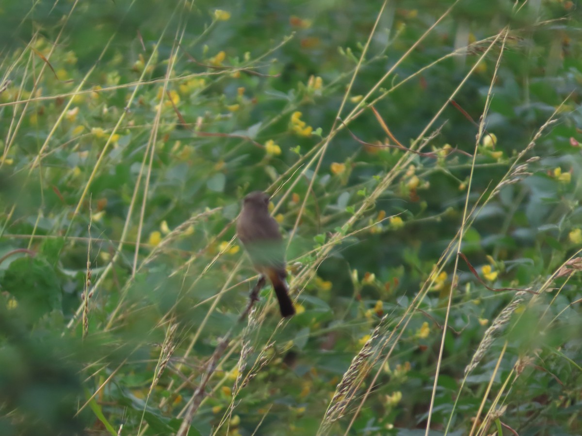 bramborníček sibiřský - ML644643815