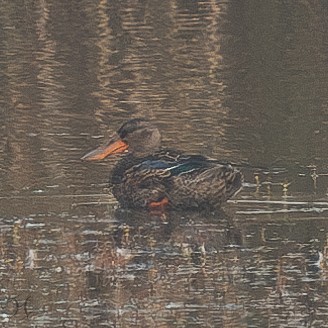 lžičák pestrý - ML644643816