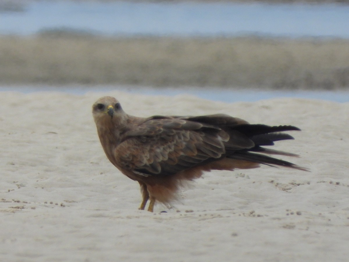 luňák hnědý - ML644643818