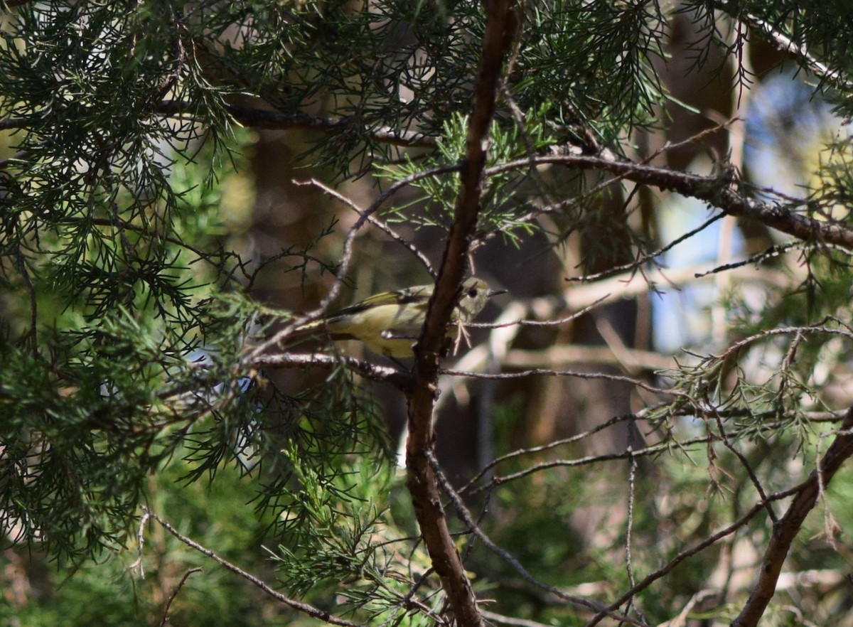 králíček americký - ML644643821