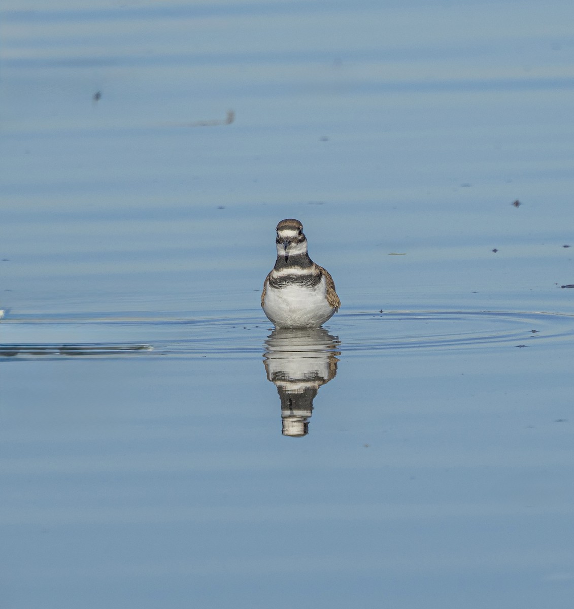 kulík rezavoocasý - ML644643822