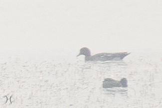 hvízdák eurasijský - ML644643824