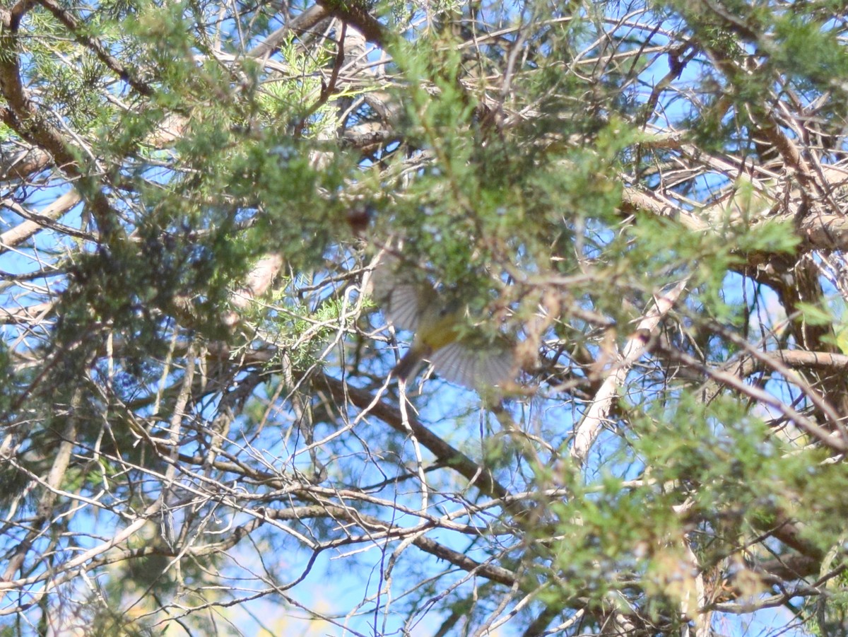 králíček americký - ML644643826