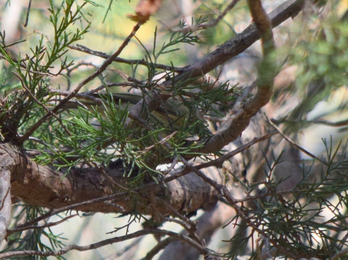 králíček americký - ML644643829