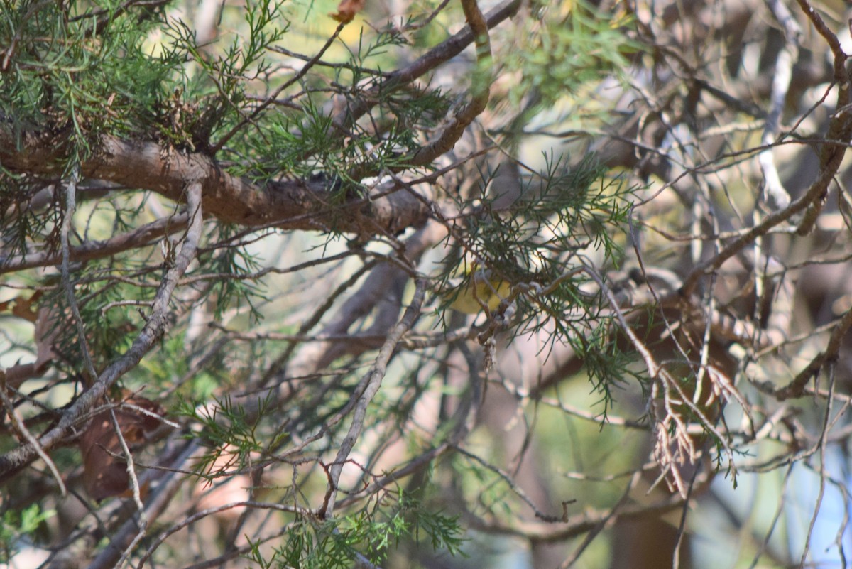 králíček americký - ML644643831