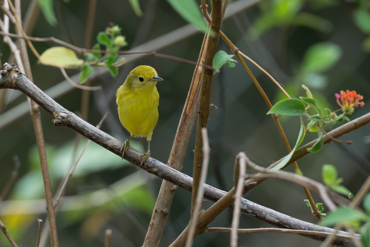 Northern/Mangrove Yellow Warbler - ML644643833