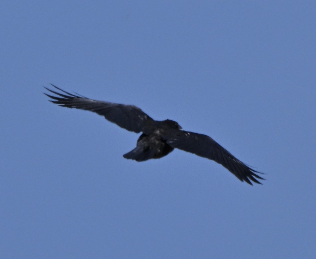 ミナミワタリガラス - ML644643841