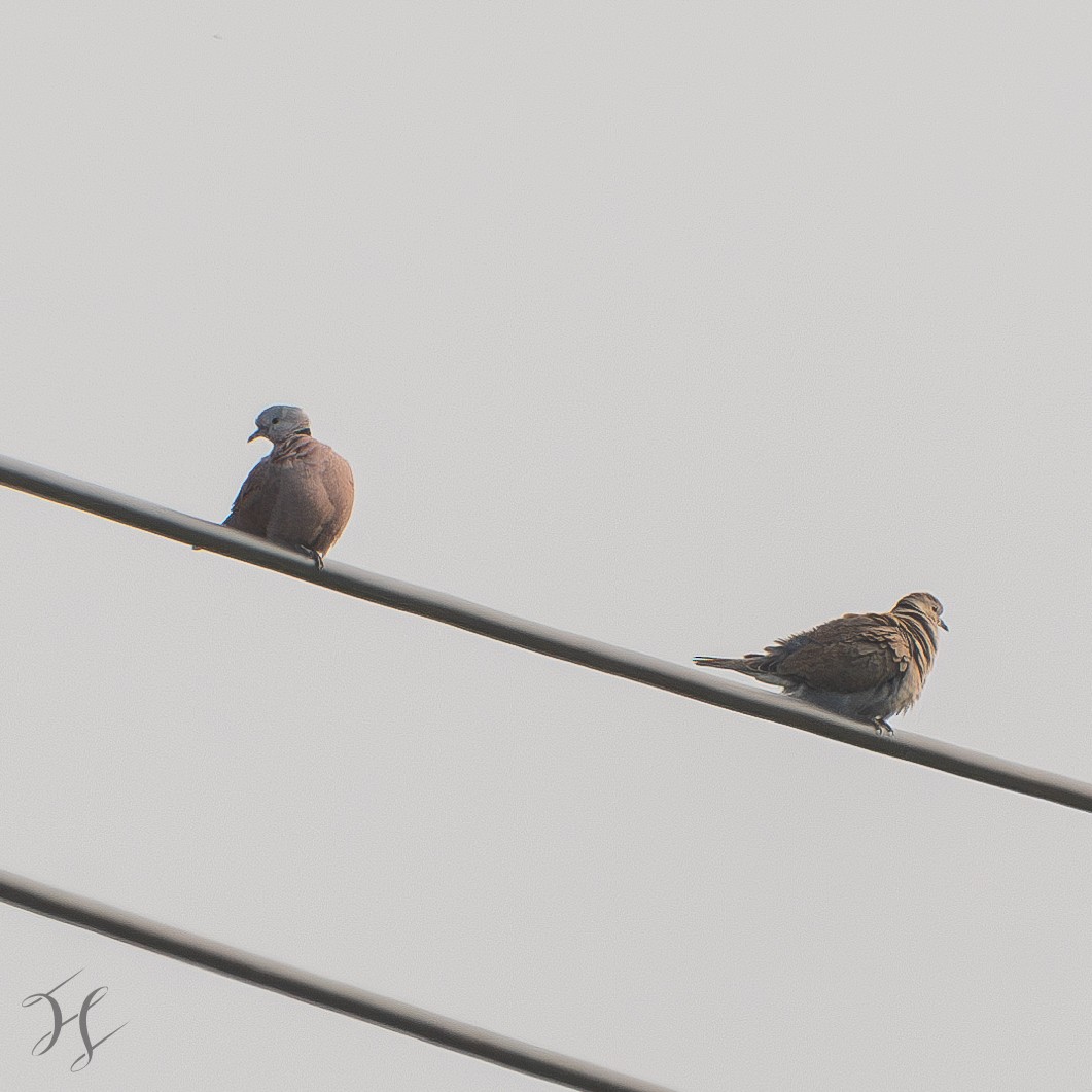 Red Collared-Dove - ML644643842